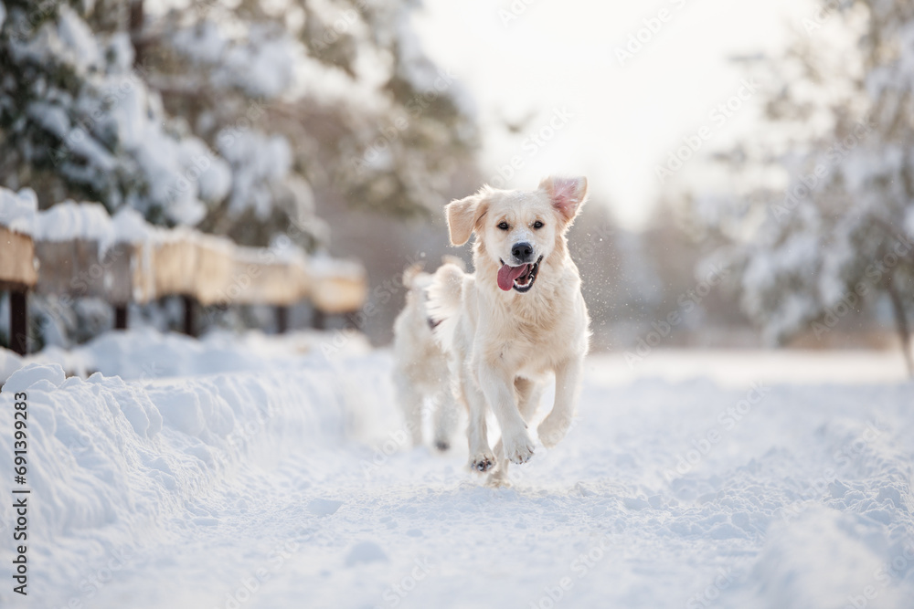 funny golden retriever dog running in the forest in winter funny golden retriever dog running in the forest in winter