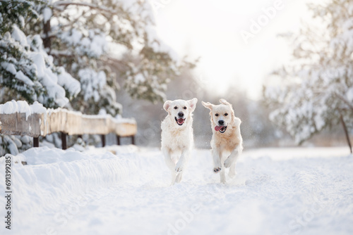 two happy golden retriever dog running together in winter forest in the snow © otsphoto