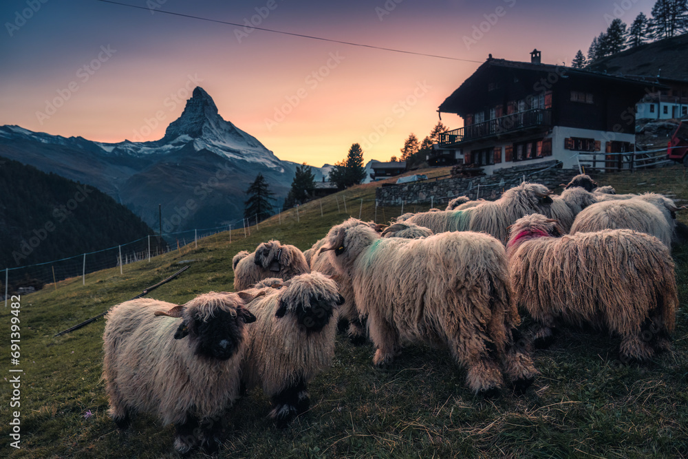 Valais blacknose sheep in stall and cottage on hill with Matterhorn mountain in the sunset at Zermatt, Switzerland - obrazy, fototapety, plakaty 