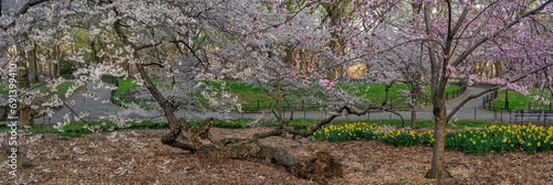 Central Park in spring, early morning