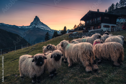 Valais blacknose sheep in stall and cottage on hill with Matterhorn mountain in the sunset at Zermatt, Switzerland photo