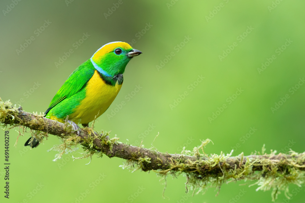 Golden-browed chlorophonia (Chlorophonia callophrys) is a species of bird in the family Fringillidae. Golden-browed chlorophonia (Chlorophonia callophrys) is a species of bird in the family Fringillidae.