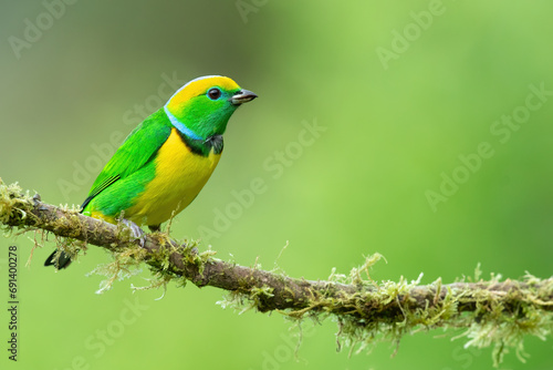 Golden-browed chlorophonia (Chlorophonia callophrys) is a species of bird in the family Fringillidae. © Lukas Gogh