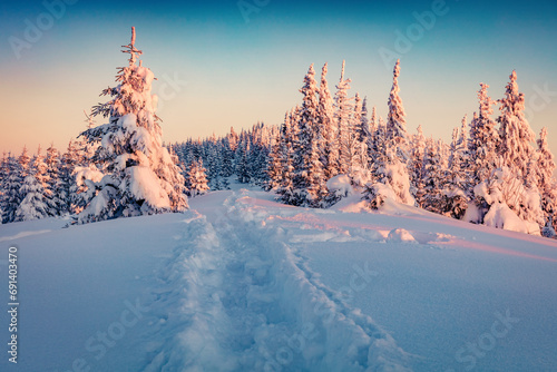 Frosty winter scenery. Colorful sunrise in mountain forest. Fantastic winter landscape of Carpathian mountains with fir trees covered fresh snow. Christmas postcard.