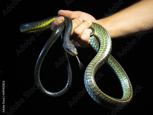 Serpiente ratonera manipulada por un experto en su habitat salvave sacando la lengua tomandola desde varias partes del cuerpo para que se pueda ver completa photo