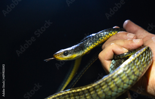 Serpiente ratonera manipulada por un experto en su habitat salvaje sacando la lengua