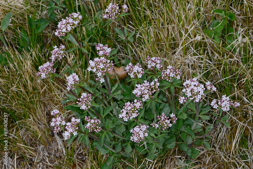 Baldrian,  Berg,  Valeriana montana L. photo