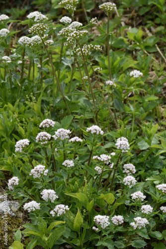 Baldrian,  Berg,  Valeriana montana L. photo