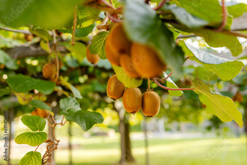 Ripe kiwi fruits on a branch in close-up photo