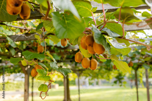 Kiwi fruits on a tree in a garden on a terrace in Austria