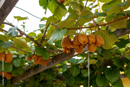 Support for the thin branches of the kiwi tree with ripe fruits