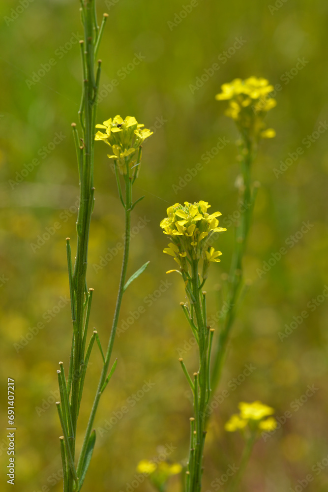 Obraz premium Acker-Schöterich, Erysimum cheiranthoides L., blühende Einzelpflanzen