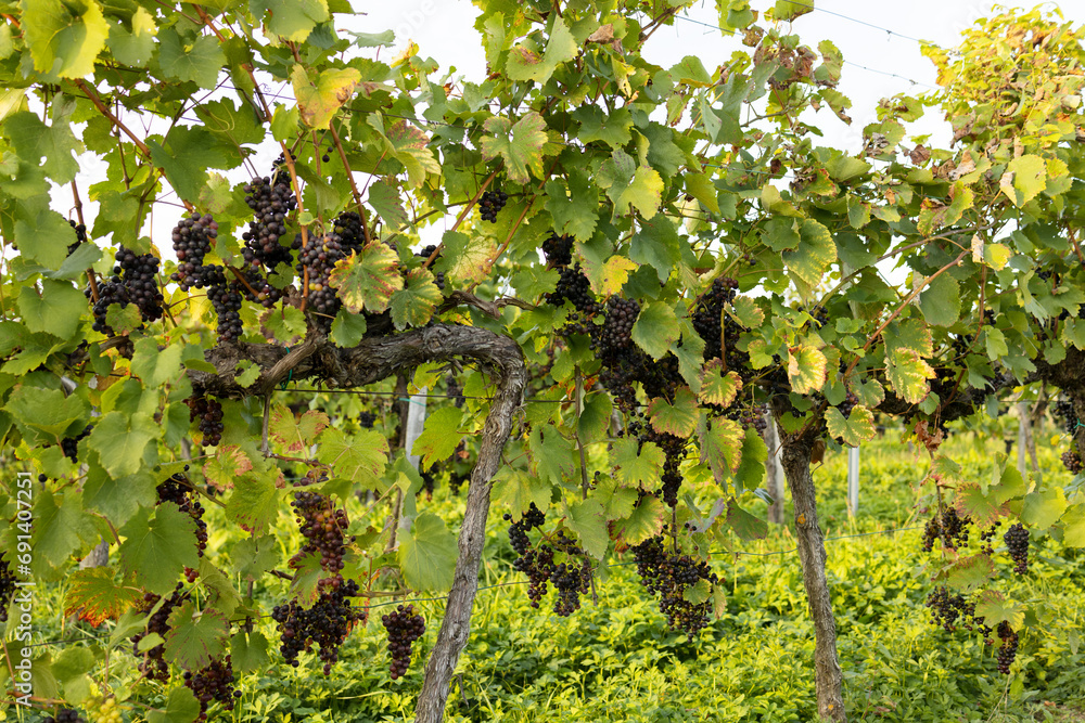 An old grape bush with clusters of black color. Black ripe grapes