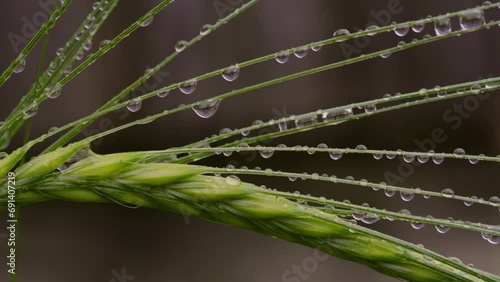 Close Up of Wheat and Morning Dew Blowing in the Wind