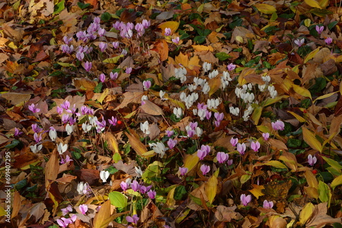 Alpenveilchen, Efeublättriges Alpenveilchen, Cyclamen hederifolium,  zwischen  Herbstlaub  im Halbschatten eines  Baumes photo