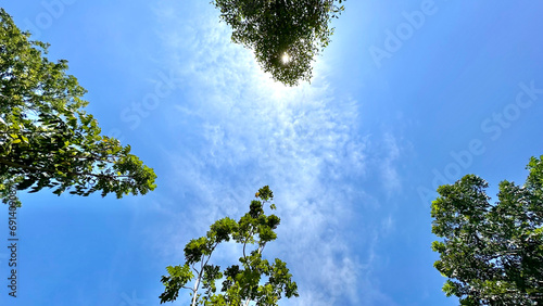 look up view through big tree trunk and leaf under beautiful blue cloud sky and sunshine
