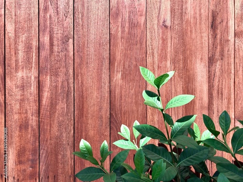 fresh green small tree leaf compose on the lower right corner under morning sunlight on vertical wood stripe background