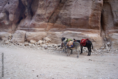 Donkeys with colorful outfit and decoration resting on the ground in desert area