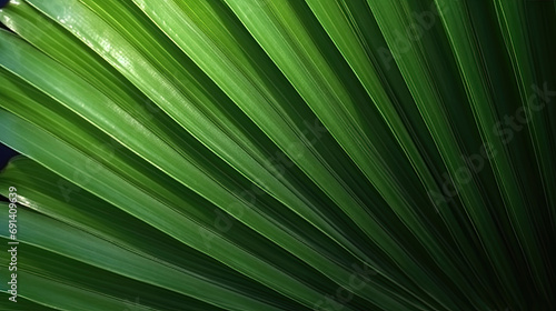 palm leaf background, Close up palm leaf shape detail with dark background © Nice Seven