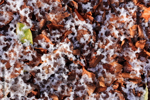 Fresh snow on fall leaves