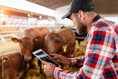 Farmer using digital tablet in livestock, standing among cows. Connected farming. photo
