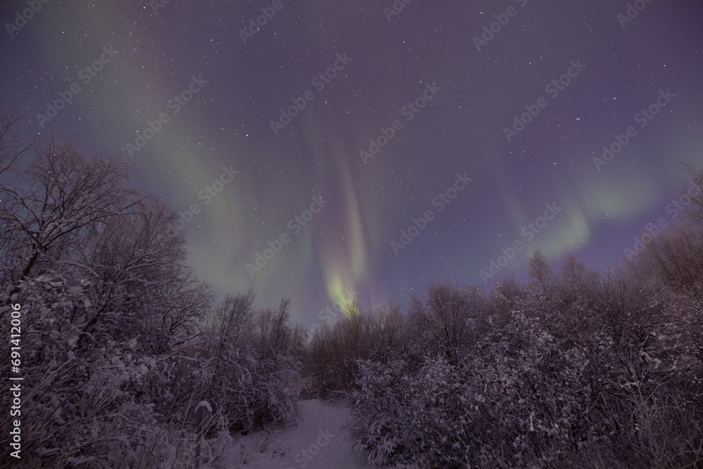 Scenic view of the northern lights over a snowy forest in Ivalo, Lapland, Finland at night