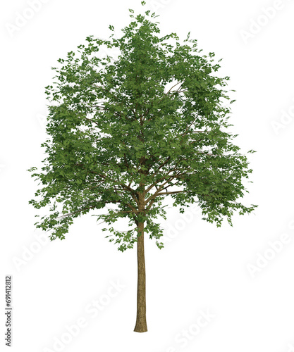Albero con e senza foglie bianche, arancioni, verdi, gialle, rosse fondo trasparente e isolato inverno con e senza neve