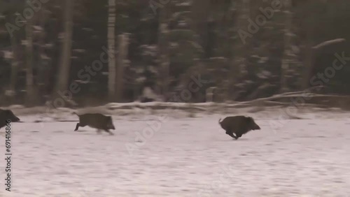 wild boars running away from hunters