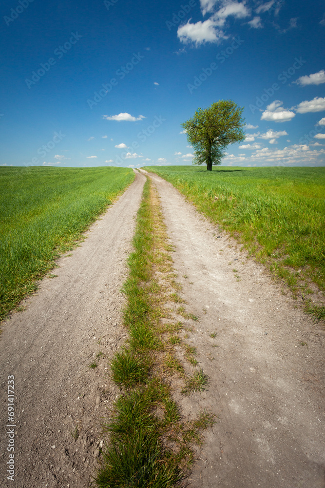 Dirt road through green fields and a lonely tree on the horizon, a sunny May day in Staw, eastern Poland