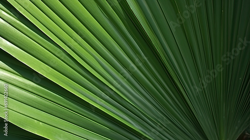palm leaf background, Close up palm leaf shape detail with dark background © Nice Seven