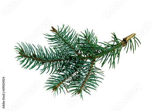 Pine branch. Isolated on a white background. Gardening propagation concept
