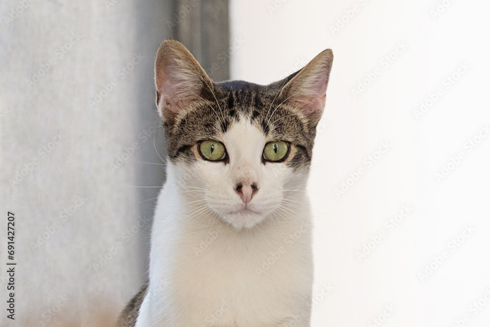 Young white cat pet with black dots on nose, indoor portrait. Animal face close up