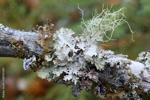 Φωτογραφία Epiphytic lichens growing on spruce in Finland:  scientific names Usnea filipend