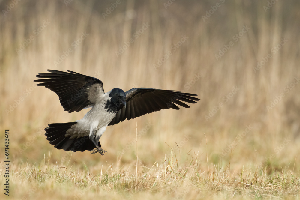 Bird - Hooded crow Corvus cornix in amazing blurred background Poland Europe Bird - Hooded crow Corvus cornix in amazing blurred background Poland Europe