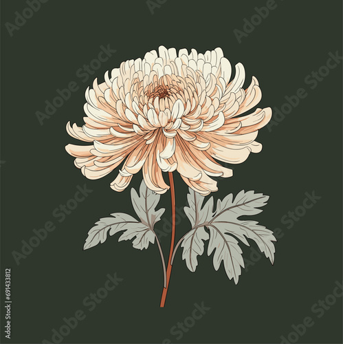 Fototapeta Naklejka Na Ścianę i Meble -  chrysanthemum flower