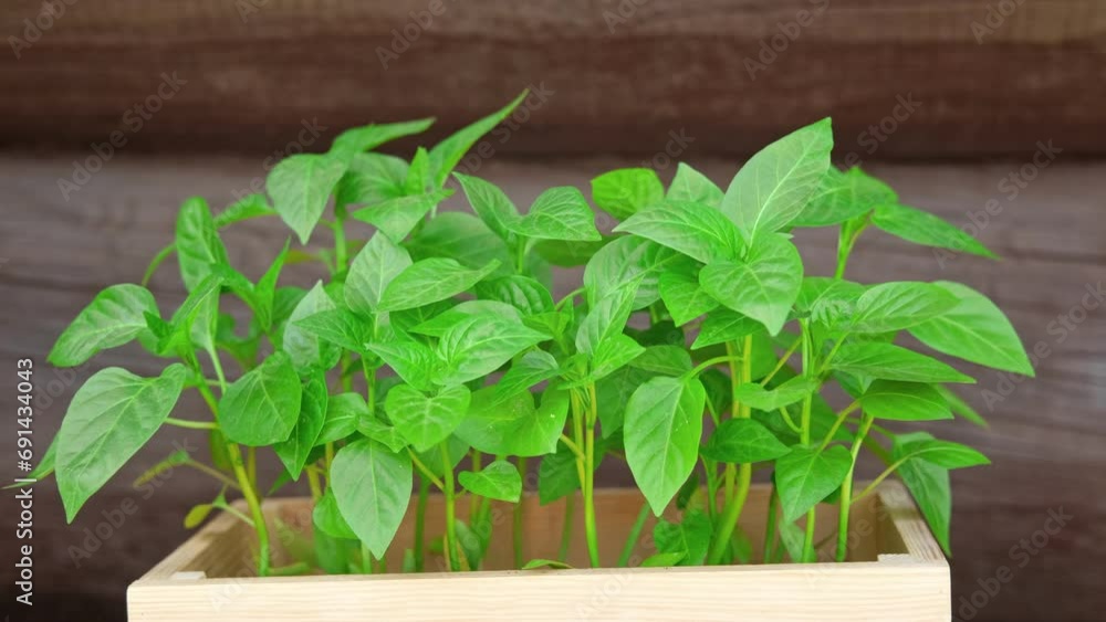 Wooden seedling box. Wood crate with many young pepper plants. Organic farming and spring gardening concept. Plant nursery. Horticulture, cultivation, agriculture. Healthy nutrition organic vegetables Wooden seedling box. Wood crate with many young pepper plants. Organic farming and spring gardening concept. Plant nursery. Horticulture, cultivation, agriculture. Healthy nutrition organic vegetables