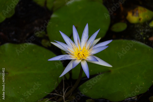 Nymphaea