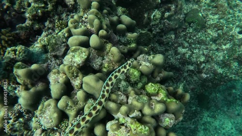Spotted snake eels gracefully gliding along the reef, a unique underwater spectacle. 