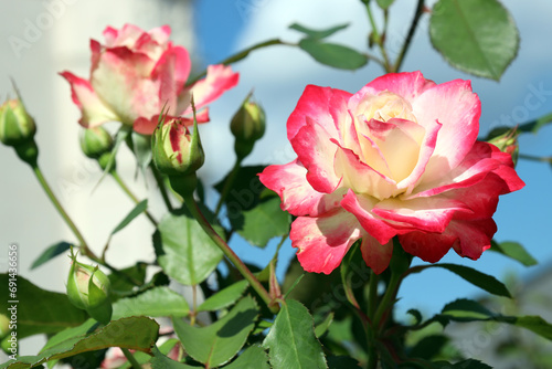 blooming bicolor rose  white-red  and unblown buds against the blue sky