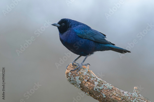  Shiny cowbird in Calden forest environment, La Pampa Province, Patagonia, Argentina.