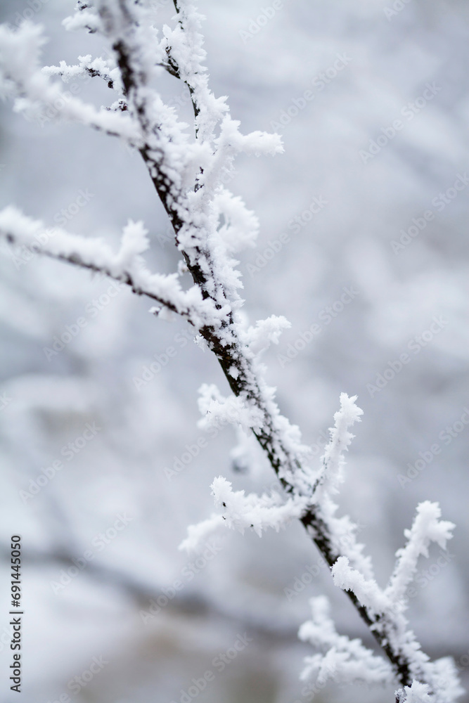 Frosty winter, Rime ice -  wildflower meadow landscape with frosty ice on plants. Delicate natural background.