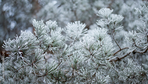 Frosty pine tree brunches  - winter white landscape with cristals of snow on the needles. © JoannaTkaczuk
