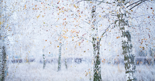 Foto Silver birch tree covered in winter frost - yellow leaves contrasts with cold blue winter landscape background