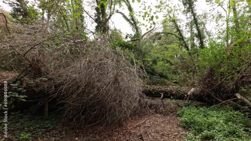 Overview of a fallen tree in a park due to a strong storm