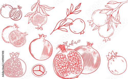 Set of pomegranate fruits. Isolated elements for design. Seamless pattern. Pomegranate and flowers. Elegant linear seamless leaf