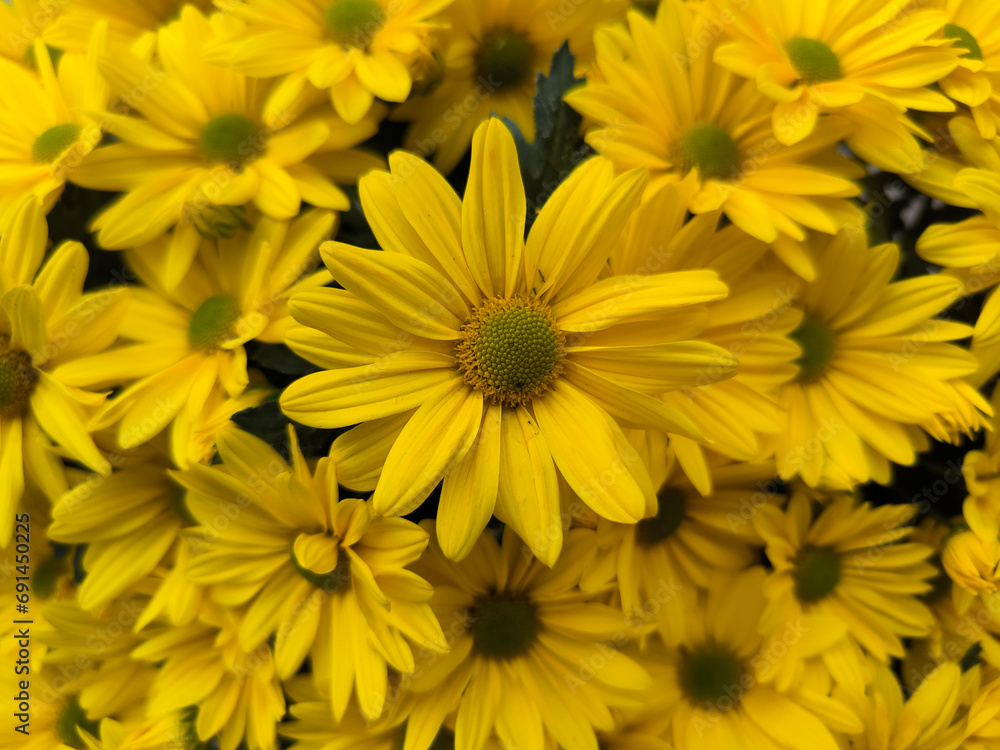 yellow blooming chrysanthemums in the garden yellow blooming chrysanthemums in the garden