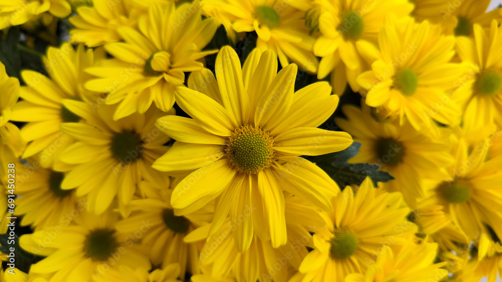 yellow blooming chrysanthemums in the garden yellow blooming chrysanthemums in the garden