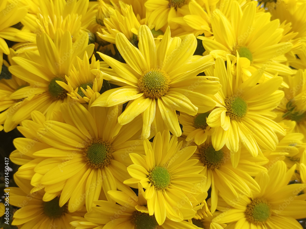 yellow blooming chrysanthemums in the garden yellow blooming chrysanthemums in the garden