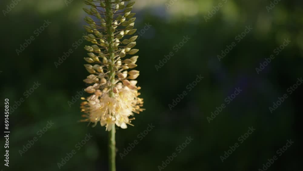 Dolly out close up shot of flowers in a natural garden in the morning sun Dolly out close up shot of flowers in a natural garden in the morning sun