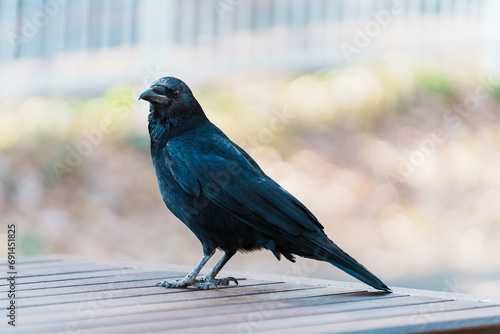 東京のハシボソガラス